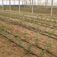 فروش و یا مشارکت در توسعه مزرعه و گلخانه دهاقان