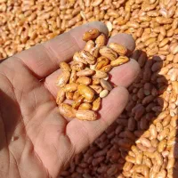 لوبیا چیتی درجه یک قیمت مناسب