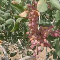 پسته تازه و فروش تناژ پسته تازه امسالی و خشک