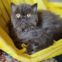 رایگان. گربه. نر دارم ماده برای جفتگیری