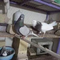 کبوتر پیس مسجدی|پرنده|برخوار, |دیوار