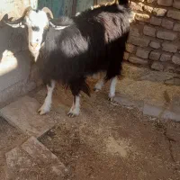 دو راس بز  یکیش آبستن سنگین|حیوانات مزرعه|زرندیه, |دیوار