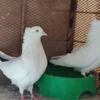 کبوتر دم سیاه