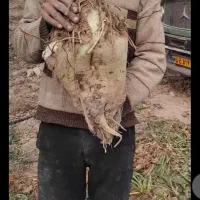 چغندر قند مخصوص دام درجه1|لوازم جانبی حیوانات|چناران, |دیوار