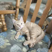 گربه نارنجی|گربه|اصفهان, شاهزید|دیوار