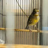 قناری اماده ماده