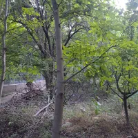 فروش باغچه مثمر هرانده فیروزکوه