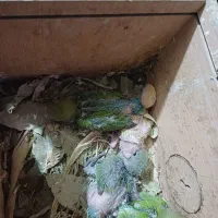 طوطی سرلاکی|پرنده|شوش, |دیوار