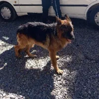 واگذاری سگ ژرمن