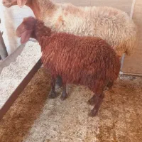 گوسفند شکم دوم بره دار دوباره آبستن