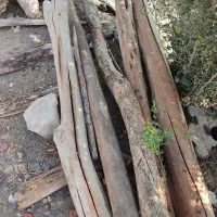 چوب خشک در طارم