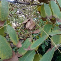 کار در گلخانه