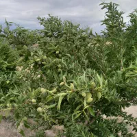 ویلا باغ زمین ۱۹۰۰ متری دارای استخر واب|فروش دفتر صنعتی، کشاورزی، تجاری|آذرشهر, |دیوار