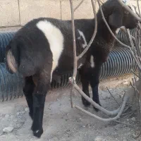 گوسفند (کاور)اصیل چینی|حیوانات مزرعه|گیلان غرب, |دیوار