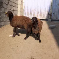 قوچ همو|حیوانات مزرعه|ماهنشان, |دیوار