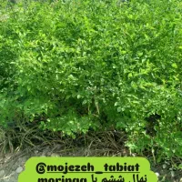 فروش نهال فضای سبز|خدمات باغبانی و درختکاری|بوشهر, |دیوار