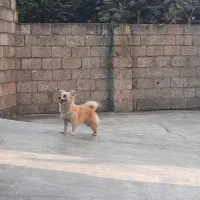 واگذاری دو عدد سگ یکی ماده یکی نر|سگ|رامسر, |دیوار