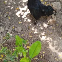 خروس سیاه بهراما پاپره|پرنده|قرچک, قشلاق جیتو|دیوار