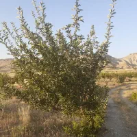 فروش باغ دارای سند رسمی دشتروم|فروش دفتر صنعتی، کشاورزی، تجاری|یاسوج, |دیوار