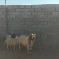 بره قوچی|حیوانات مزرعه|بیرجند, |دیوار