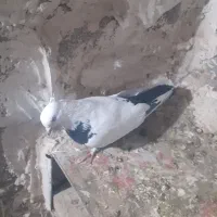 کبوتر|پرنده|قروه, |دیوار