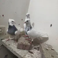 کبوتر طوقی لون