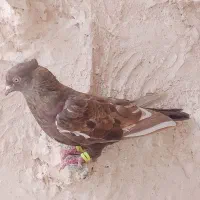 سینه|پرنده|مشهد, شهرک مهرگان|دیوار