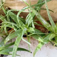 آلوئه ورا|گل و گیاه طبیعی|شیراز, شهرک مهدیآباد|دیوار