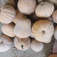 کدو درجه یک