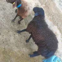 بره قوچ ژندار هترو مشکی و قرمز