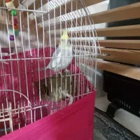 عروس هلندی مینا سخنگو