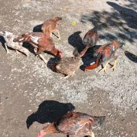 مرغ و خروس|حیوانات مزرعه|بیلوار, |دیوار