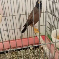 مرغ مینا سخنگو