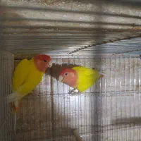 دو جفت برزیلی اوپال نارنجی و قرمز مولد روتخم