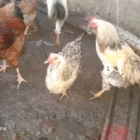 فروش خروس محلی