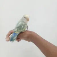 طوطی کوتوله طاووسی