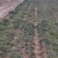 زمین در روستایی بهرام اباد یک هکتار آب اخیاری