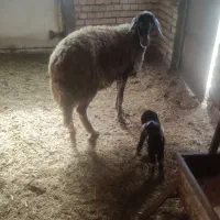 گوسفند و بره