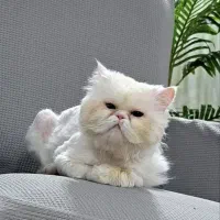 رایگان گربه پرشین نر