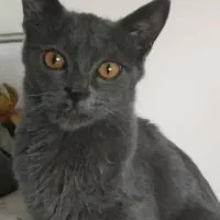 گربه واگذغری|گربه|پردیس, شهرک صنعتی خرمدشت فاز ۷|دیوار