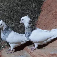 طوقی|پرنده|اقلید, |دیوار