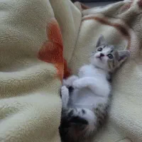 واگذاری بچه گربه|گربه|آمل, |دیوار