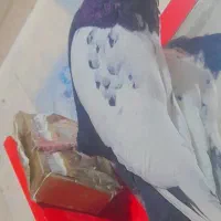 دوتاکبوتر هردو نر پربازی دار