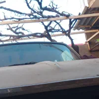 پیکان مدل 81