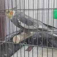 عروس هلندی سیامون نر سخنگو|پرنده|مشهد, شهید قربانی|دیوار