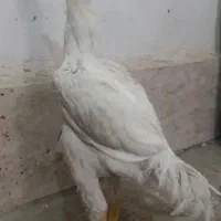 هفتمین حراج فروشی  لاری اصل جا ندارم معاوضه دارم