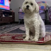 فروش سگ نژاد تریل قیمت ۵تومن