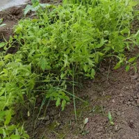 بوته گوجه|گل و گیاه طبیعی|شوشتر, |دیوار