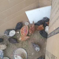 مرغ و خروس سالم و سرحال واکسن زده|حیوانات مزرعه|اهواز, کوی مندلی(سه راه خرمشهر)|دیوار