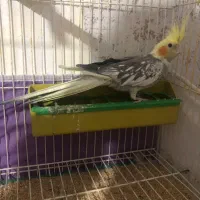 عروس هلندی روتخم|پرنده|اهر, |دیوار